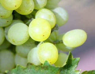 Як захищати виноград у період дозрівання ягід